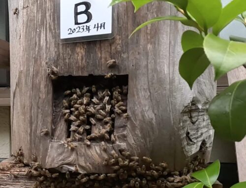 丸同の蜂