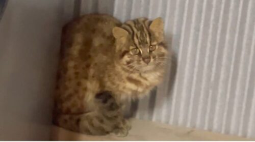 ツシマヤマネコ